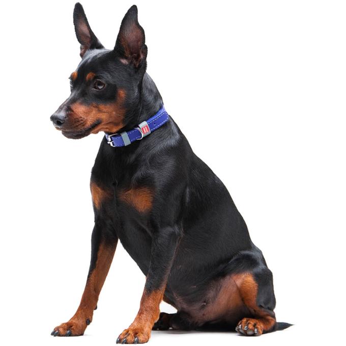 WAUDOG 02029