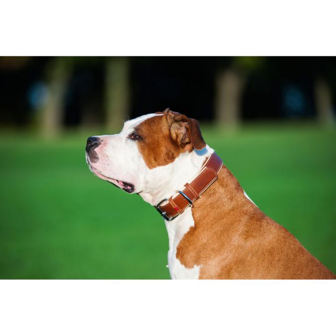 WAUDOG 7203