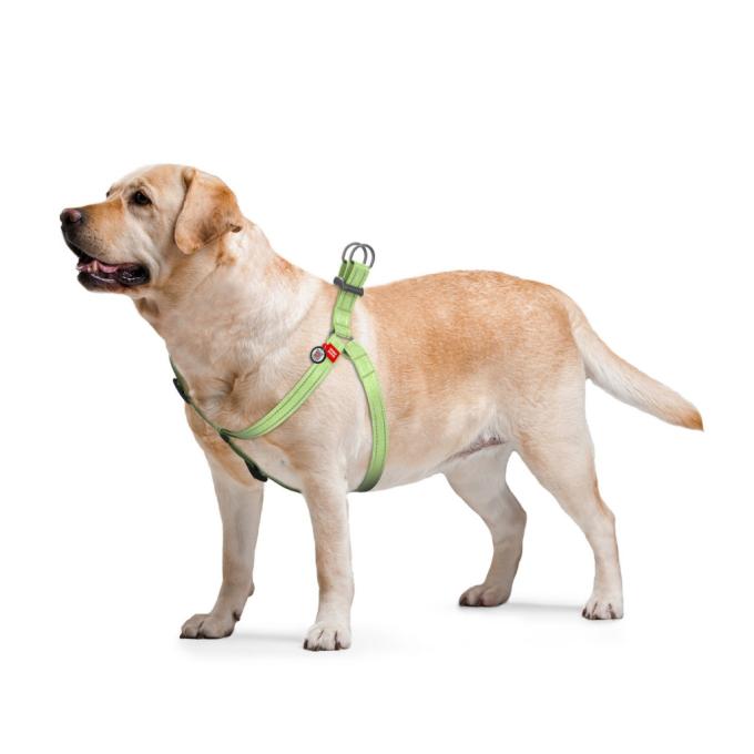WAUDOG 03245