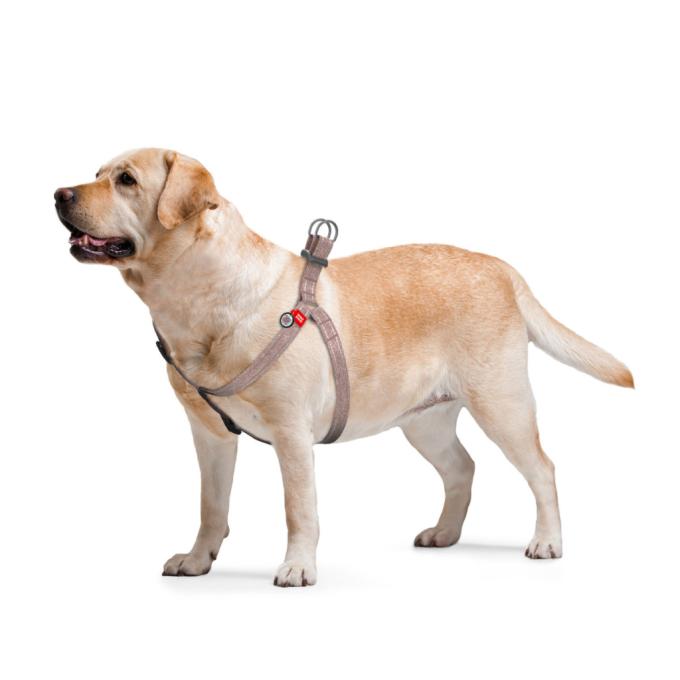 WAUDOG 03246