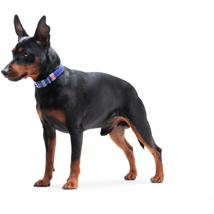 WAUDOG 02029