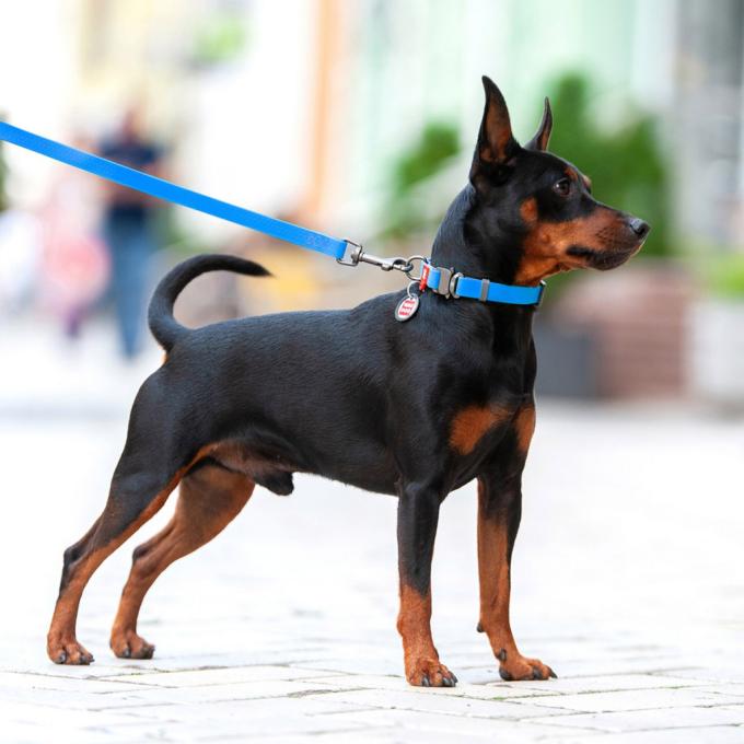 WAUDOG 27342