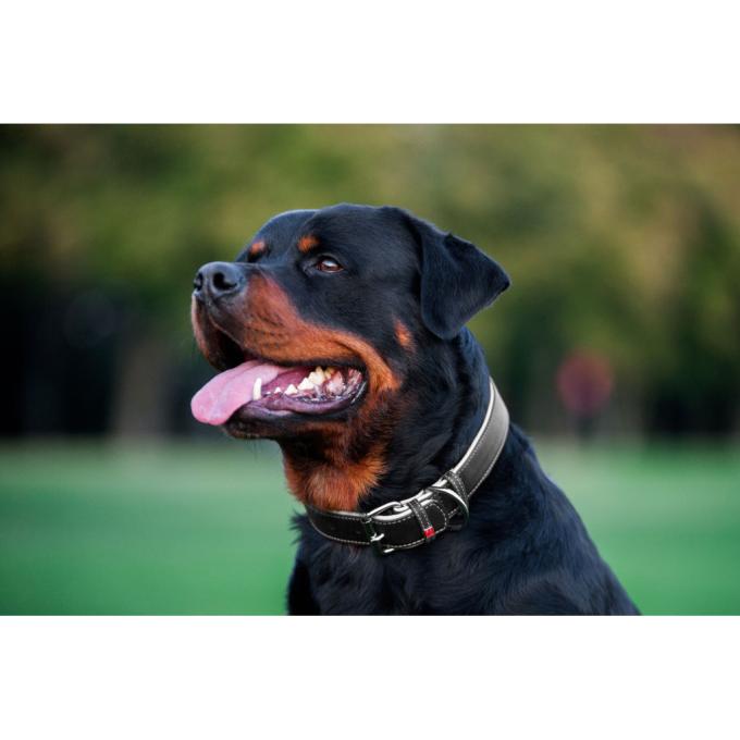 WAUDOG 7202