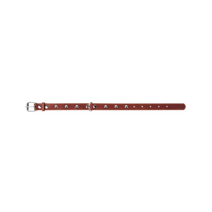 Collar 02236