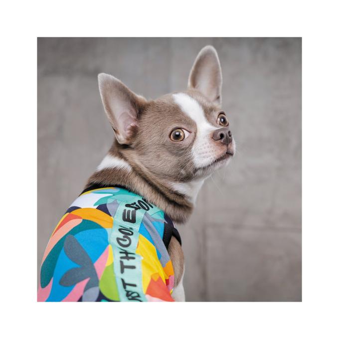 Pet Fashion 4823082420193