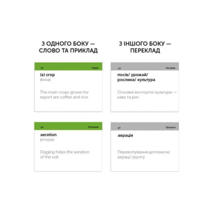 English Student 591225964