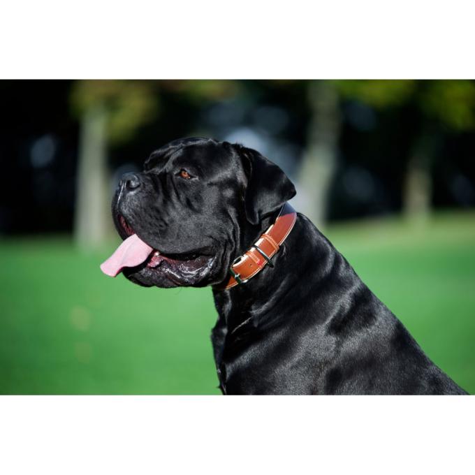 WAUDOG 7203