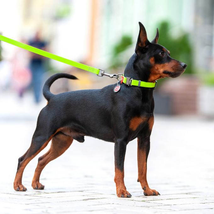 WAUDOG 27345