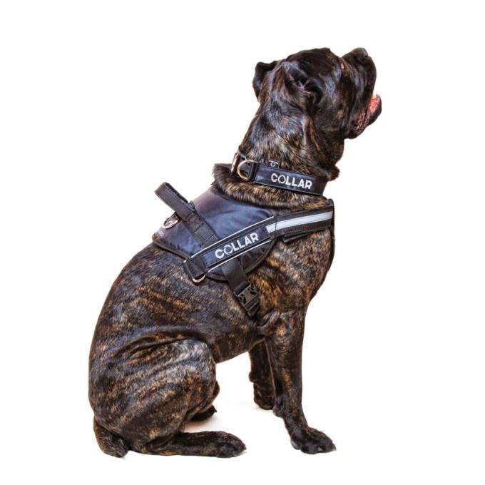 Dog Extreme 07071