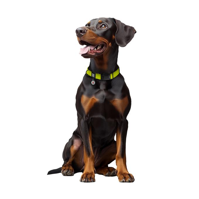 WAUDOG 279726