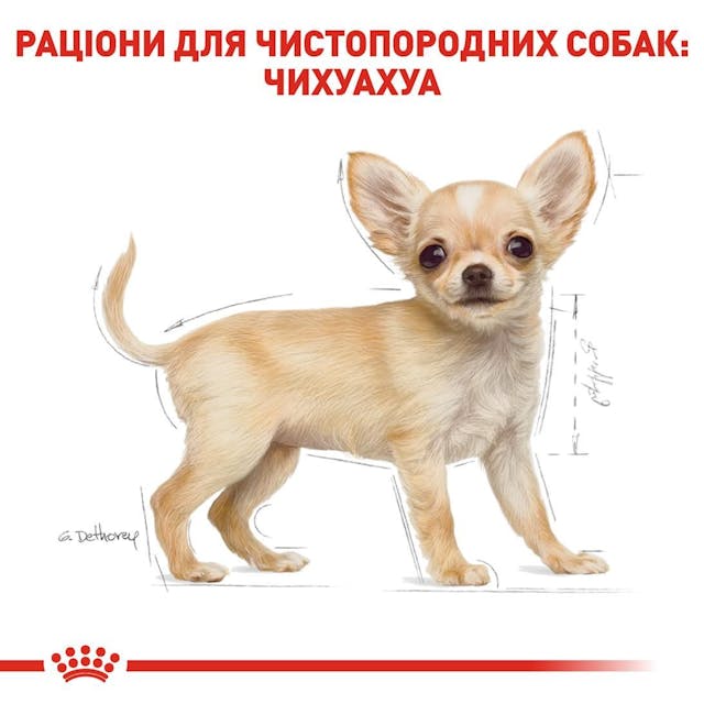 Royal Canin 24380051