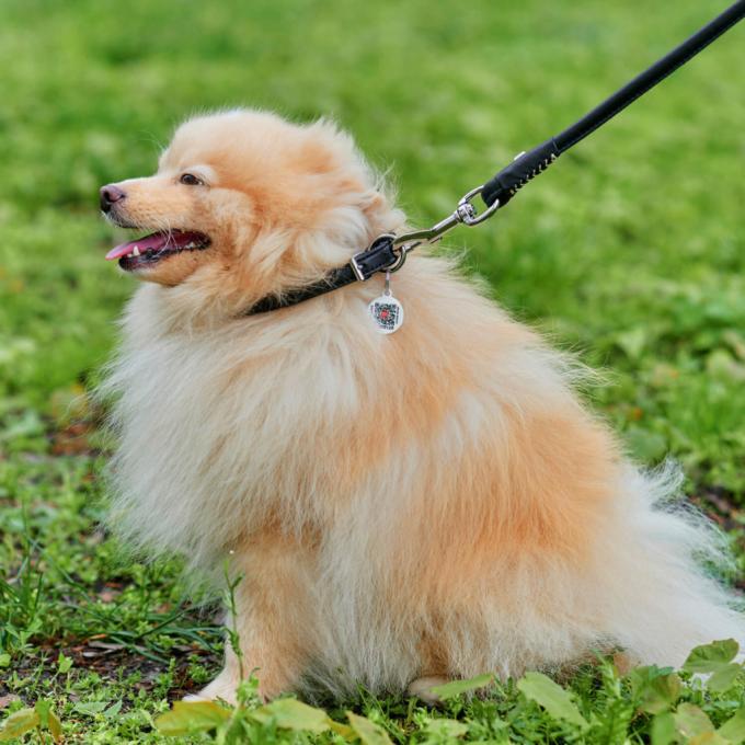 WAUDOG 02691