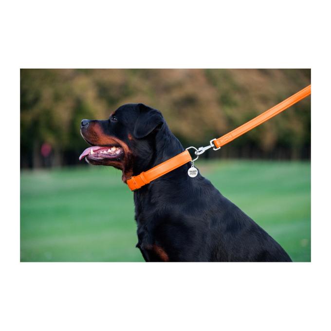 WAUDOG 33764