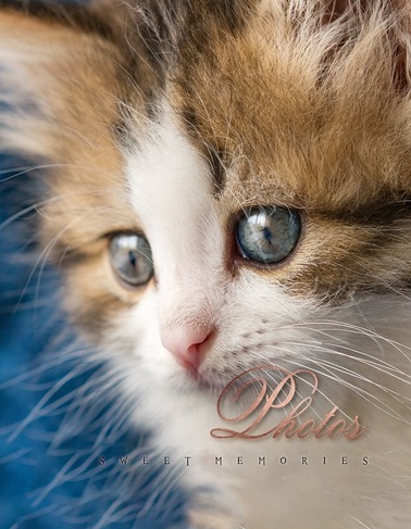 UFO PP-46200 Cat photo