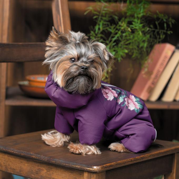 Pet Fashion 4823082432448