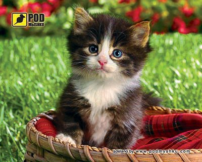 Podmyshku Котенок в корзине