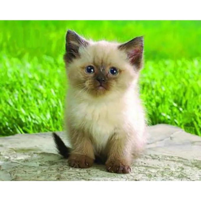 Pod Mishkou Сіамський котик