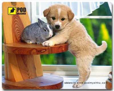 Podmyshku Щеночек
