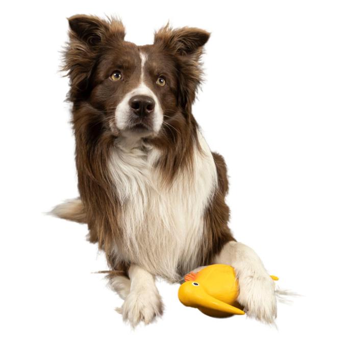 Kiwi Walker 8596075000110