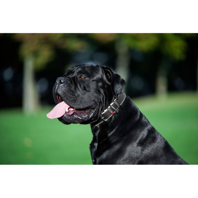 WAUDOG 7202