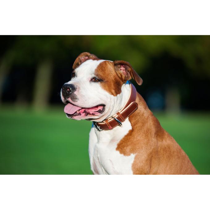 WAUDOG 7203