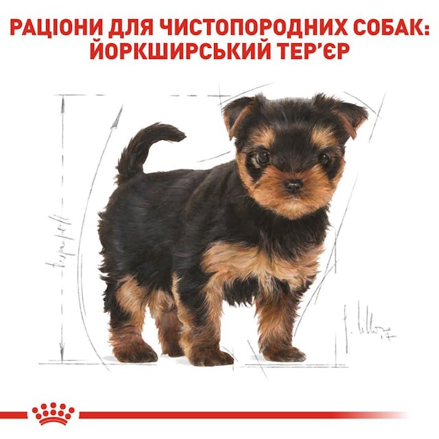 Royal Canin 39720051