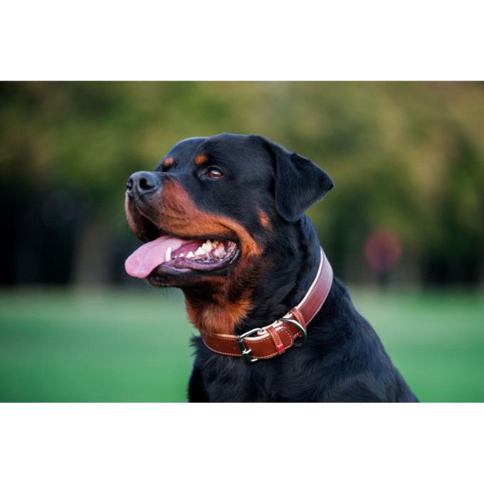 WAUDOG 7203