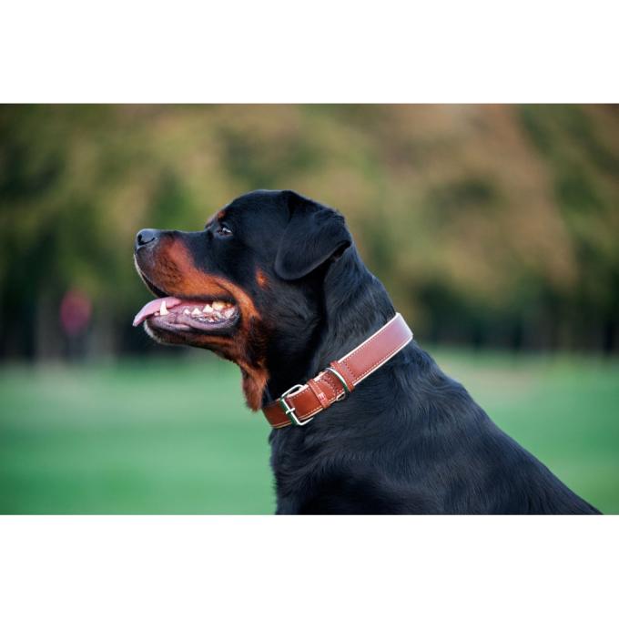 WAUDOG 7203
