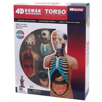 4D Master Объемная анатомическая модель Торс человека